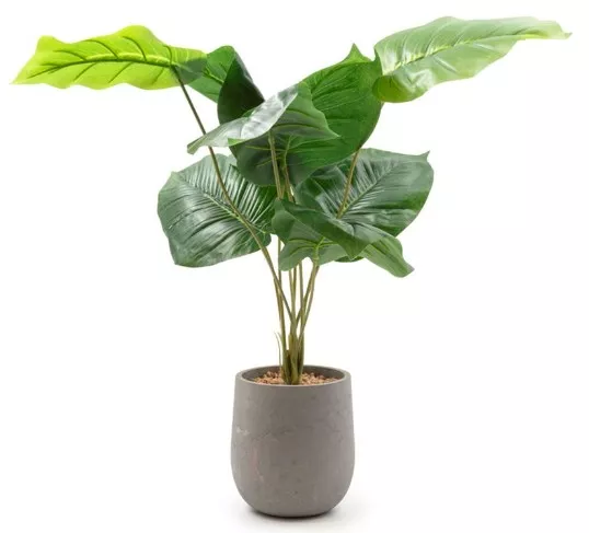 Vicko Ficus in Ghiveci