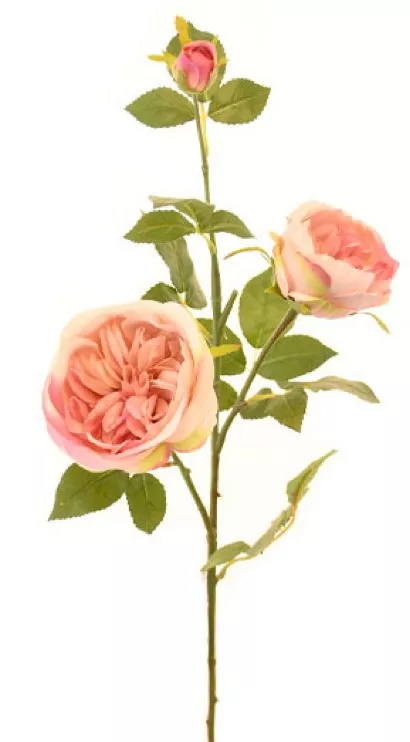 Casa Masa Trandafir Austin de toamna