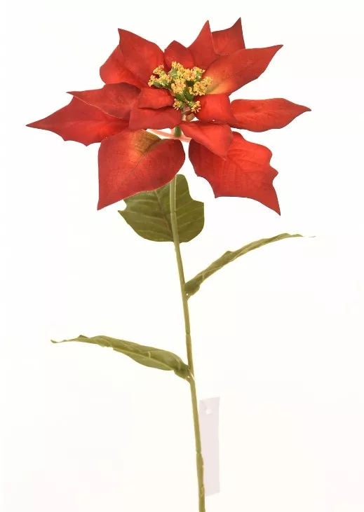 Casa Masa Poinsettia