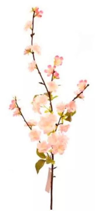 Casa Masa Visin ramura