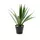 Planta artificiala Aloe Vera in ghiveci Vicko 32 cm,(1466-00023) — cumpără în Chișinău | Vaze, flori, figurine, tablouri | Hi-Tech Moldova